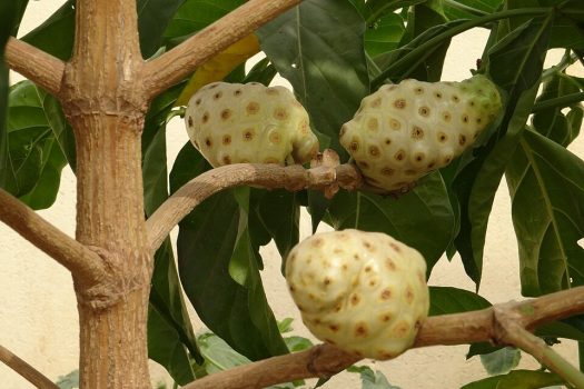 Noni Fruit Noni Fruit