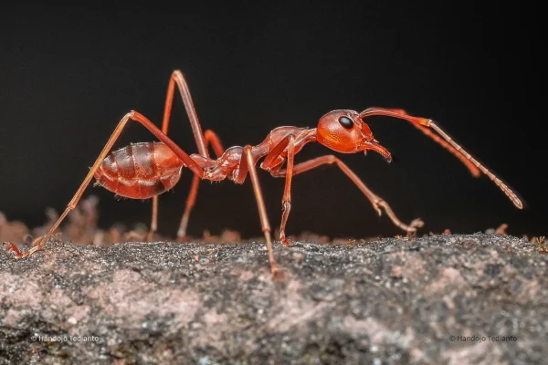Oecophylla smaragdina