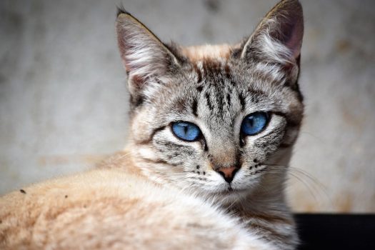 Ojos Azules Cat Ojos Azules Cat