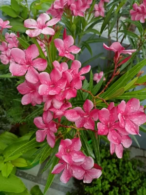 Oleander