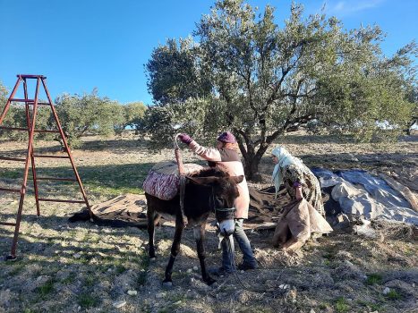 Olive harvesting