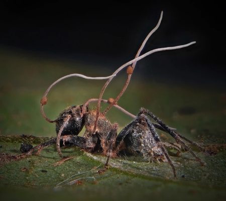 Ophiocordyceps fungus on Ant