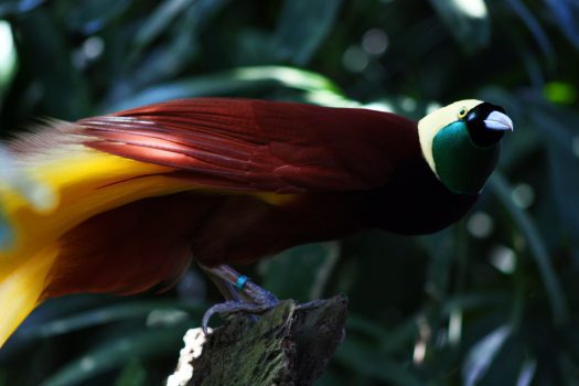 Greater Bird-of-paradise Greater Bird-of-paradise