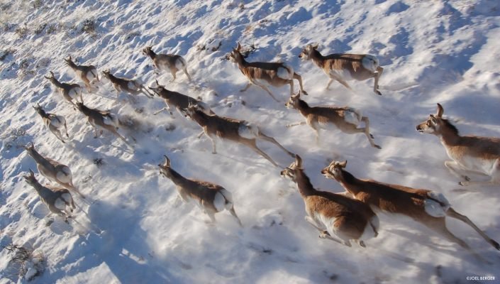 The Path of the Pronghorn