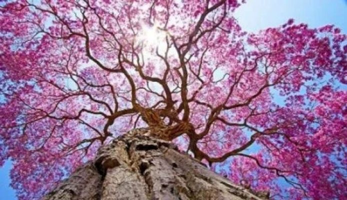 Pau d'Arco — The Bark That Baffled Bacteria