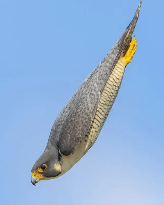 Peregrine Falcon
