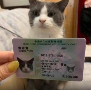 Pet Cat ID Pet Cat ID