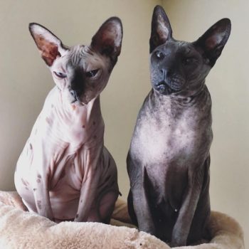 Peterbald Cat Peterbald Cat