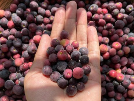 Phalsa Phalsa
