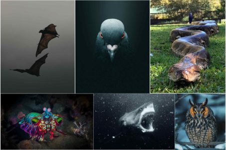 How Animals Evolved Senses