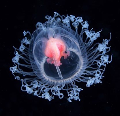 Immortal Jellyfish (Turritopsis dohrnii)