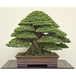 Pine Bonsai Pine Bonsai