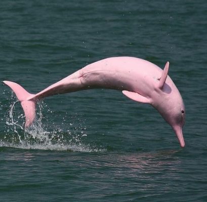 Pink Dolphin