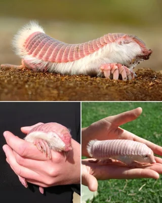 Pink Fairy Armadillo