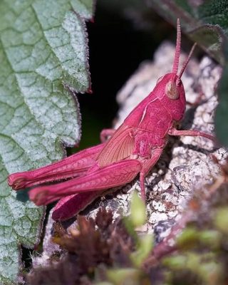 Pink Grasshopper