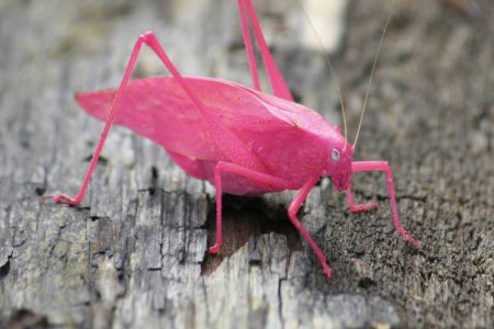 Pink Katydid