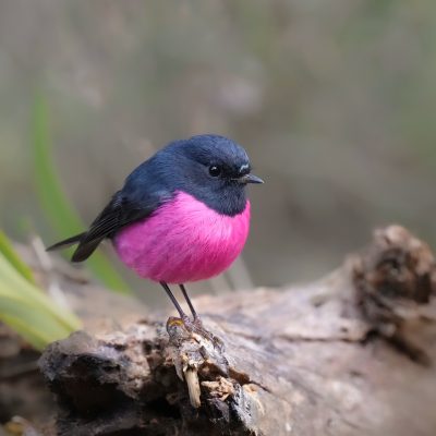 Pink Robin