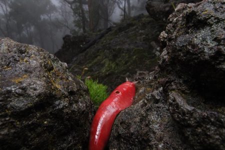 Pink Slug