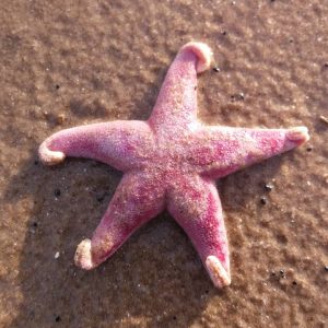 Pink Star Fish