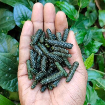 Pippali (Piper longum) Pippali (Piper longum)