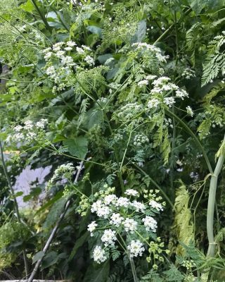 Poison Hemlock