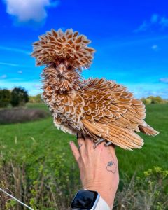 Polish Chicken - 15 Most Expensive Chicken Breeds (With Pictures)