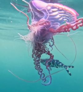 Portuguese man o’ war Portuguese man o' war