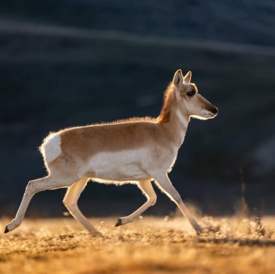 Pronghorn Antelope