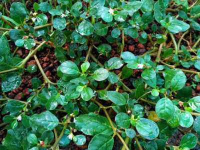 Punarnava (Boerhavia diffusa) Punarnava (Boerhavia diffusa)