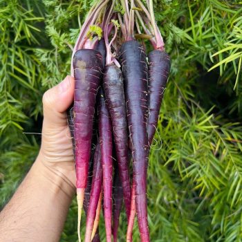 Purple Carrots Purple Carrots