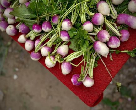 Purple Top Turnips Purple Top Turnips
