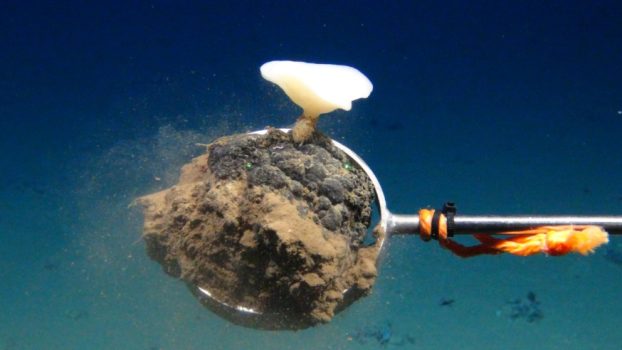 ROV KIEL 6000 holds a manganese nodule during Expedition 242