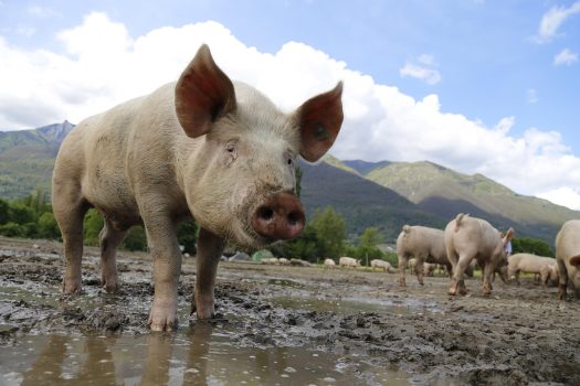 Ractopamine Pork Ractopamine Pork