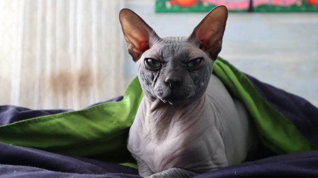 Rarest Species of Domestic Cat Rarest Species of Domestic Cat