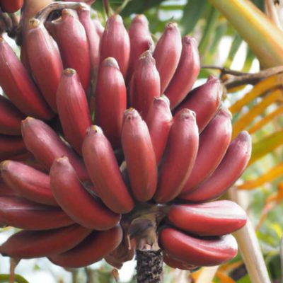 Red Banana
