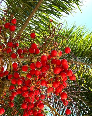 Red Palm Fruit
