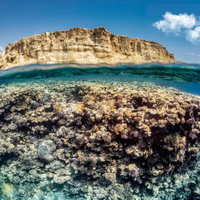 Red Sea Coral Reef