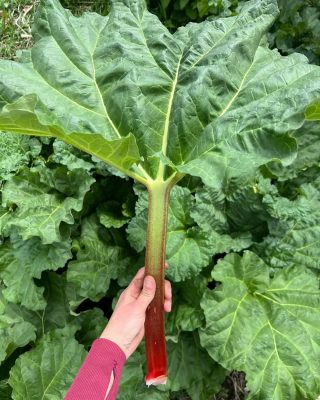 Rhubarb