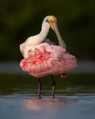Roseate Spoonbill