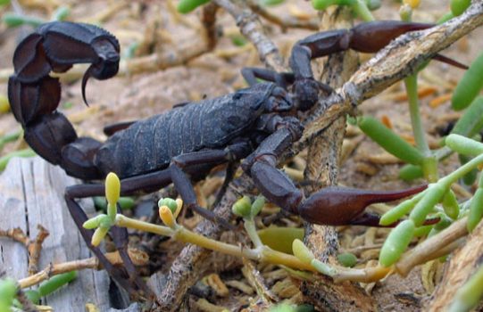 Saharan Fat-Tailed Scorpion