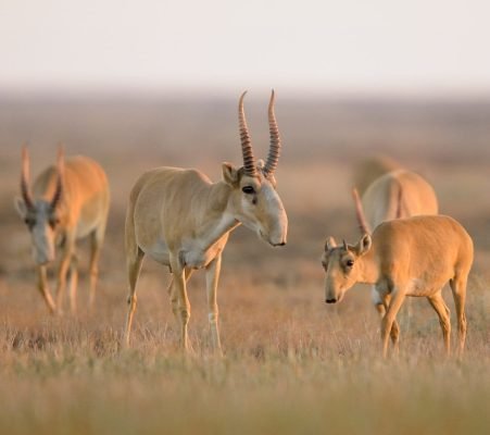 Saiga Antelope Migration