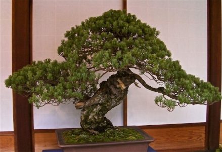 Sandai Shogun Pine Sandai Shogun Pine