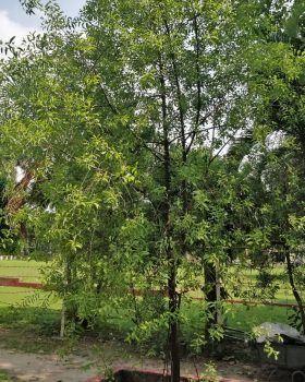 Sandalwood Tree Sandalwood Tree