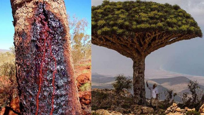 Sangre de Drago — Dragon's Blood With Real Bite