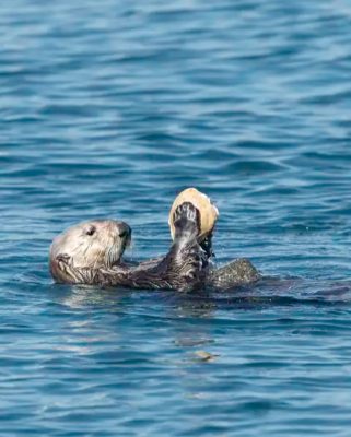 Sea Otter with rock