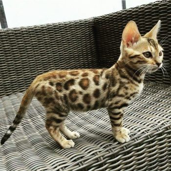 Serengeti Cat Serengeti Cat