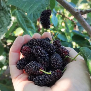 Shahtoot (Mulberry) Shahtoot (Mulberry)