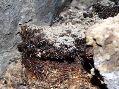 Shilajit Shilajit
