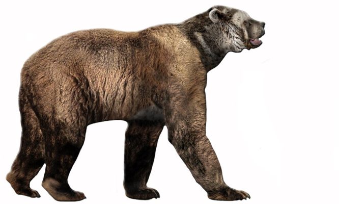 Short-Faced Bear