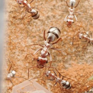 Silver Ant – Cataglyphis bombycina Silver Ant - Cataglyphis bombycina